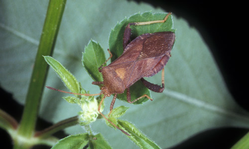 Adult Euthochtha galeator (Fabricius), a leaf-footed bug on a rose bud. 