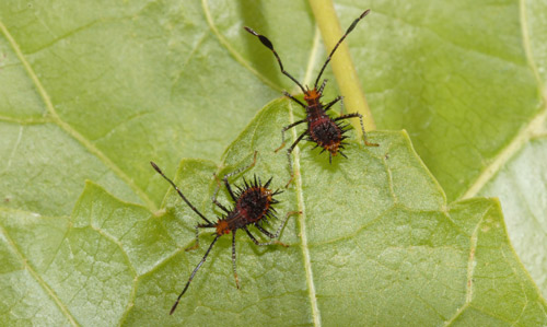 Nymphs of Euthochtha galeator (Fabricius), leaf-footed bugs, note the dilated 3rd antennal segment. 