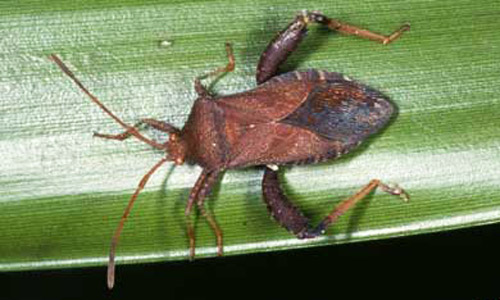 Adult Euthochtha galeator (Fabricius), a leaf-footed bug. 
