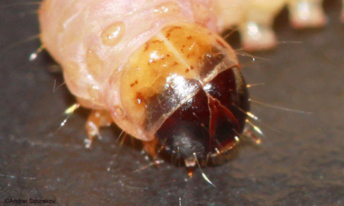 Head and thorax of mature larva of Terastia meticulosalis Guenée, Summer/Fall generations. 