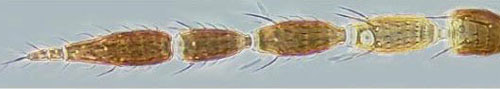 Antenna of the gladiolus thrips, Thrips simplex (Morison), showing the light brown segment. Photograph by Laurence Mound ANIC, CSIRO; 