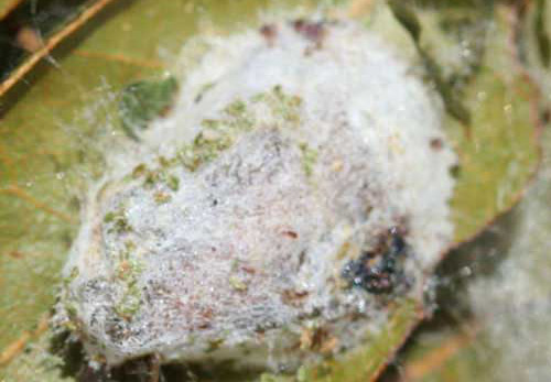 Cocoon of the mahogany webworm