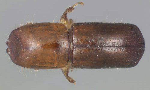 Dorsal view of an adult female redbay ambrosia beetle, Xyleborus glabratus Eichhoff. 