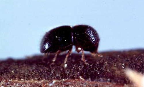 Adult female black twig borer, Xylosandrus compactus (Eichhoff), in southern magnolia twig. This side view shows the head concealed in the pronotum and the gently rounded declivity. Females are 1.4-1.9 mm in length and males (not shown) are 0.8-1.1 mm. Males do not fly and are rarely found outside the brood chamber. 
