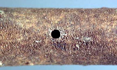 Entrance hole, with bark removed, of the black twig borer, Xylosandrus compactus (Eichhoff). Small attack-emergence holes, 0.7 to 0.9 mm in diameter, associated with brood chambers in the pith of a dead twig are signs of black twig borer infestation.