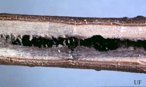 Infested twig with brood of the black twig borer, Xylosandrus compactus (Eichhoff), ready to emerge. As many as 40 beetles may develop in a single chamber although 10 to 15 is the typical number.