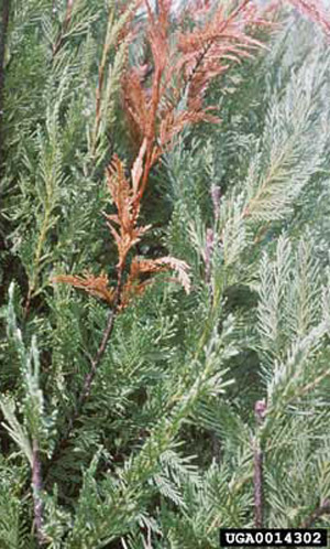 Leyland cypress infested by the black twig borer, Xylosandrus compactus (Eichhoff). 