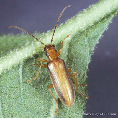 Adult Oxycopis suturalis (Horn), a false blister beetle.