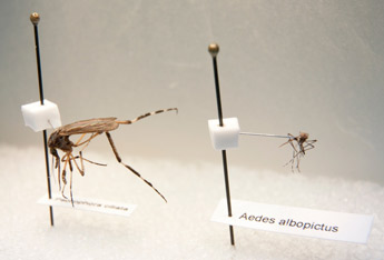 Gallinipper on the left with an Aedes albopictus (a common, but on the small-side, Florida mosquito) on the right 