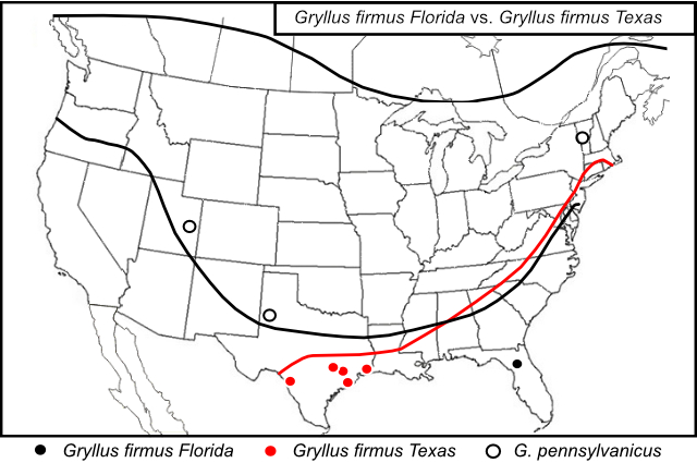 phylogeny and map of Gryllus firmus Fla and Tex