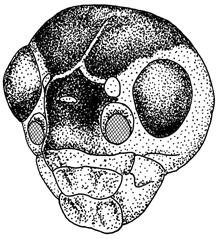 image of Gryllus assimilis